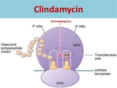 Clindamycin: Uses, Interactions, Mechanism of Action .